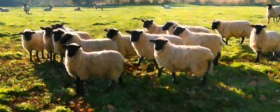 Flock Watching by Helen White